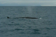 Fin Whale, boat trip out of Olafsvik