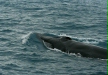 Fin Whale, boat trip out of Olafsvik