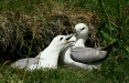 Fulmars, Snaefellsnes Peninsula