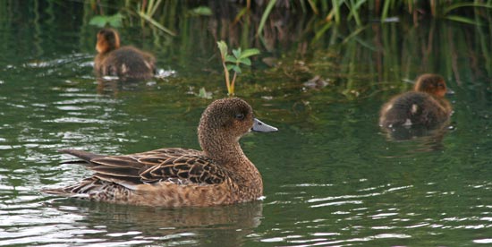Wigeon, Lake Myvatn