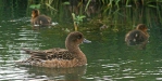 Wigeon, Lake Myvatn
