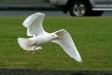 Glaucous Gull, Olafsvik