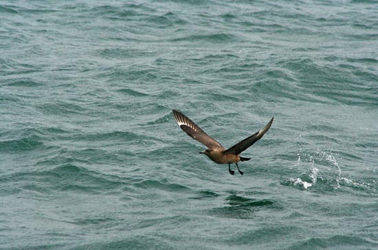 Great Skua, boat trip out of Olafsvik