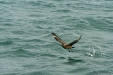 Great Skua, boat trip out of Olafsvik
