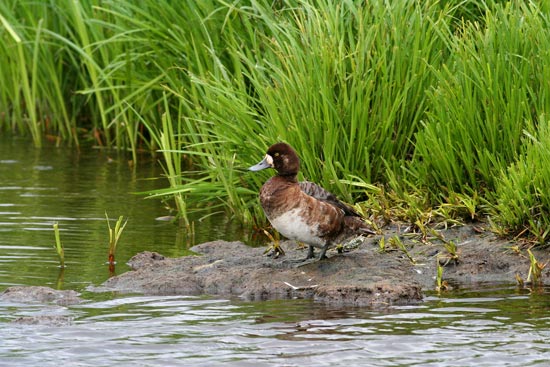 Greater Scaup, Lake Myvatn