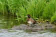 Greater Scaup, Lake Myvatn