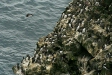 Common Guillemots and Razorbills, Snaefellsnes Peninsula