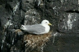 Kittiwake, Snaefellsnes Peninsula