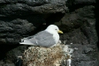 Kittiwake, Snaefellsnes Peninsula