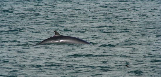 Minke Whale, boat trip out of Olafsvik