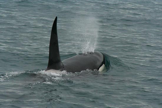 Orca, boat trip out of Olafsvik