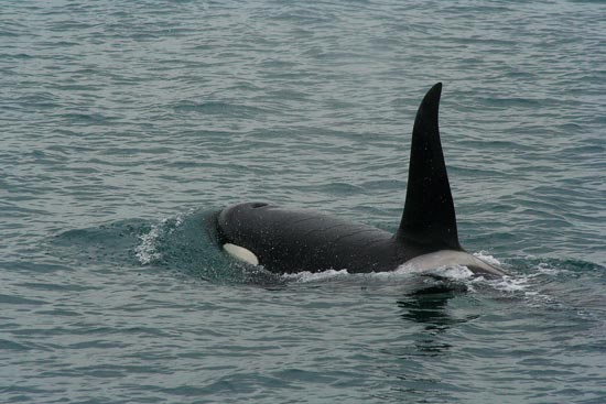Orca, boat trip out of Olafsvik