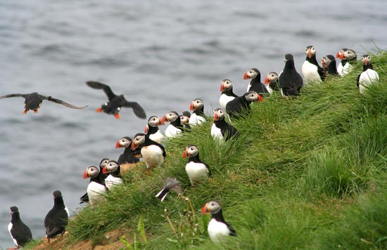 Puffins, near Husavik