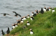 Puffins, near Husavik