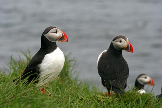 Puffins, near Husavik