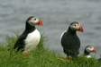Puffins, near Husavik