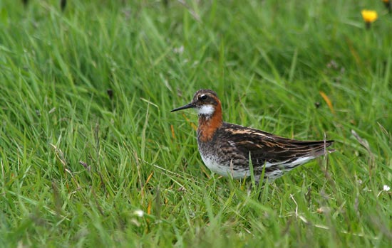 Red-necked Phalarope, Flatey Island
