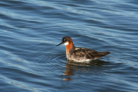 Red-necked Phalarope, Olafsvik