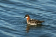 Red-necked Phalarope, Olafsvik