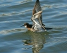 Red-necked Phalarope, Olafsvik