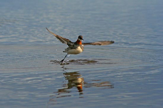 Red-necked Phalarope, Olafsvik