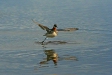 Red-necked Phalarope, Olafsvik