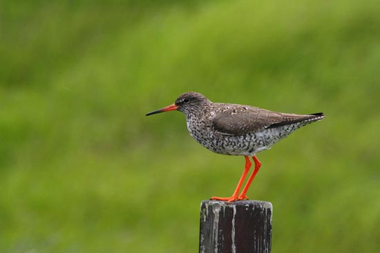 Redshank, Flatey Island