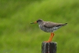 Redshank, Flatey Island