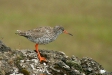 Redshank, Lake Myvatn