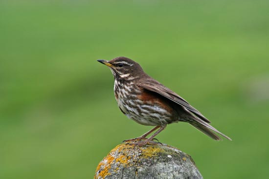 Redwing, Flatey Island