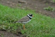 Ringed Plover, Flatey Island