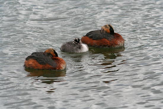 Slavonian Grebe, Lake Myvatn