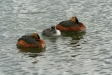 Slavonian Grebe, Lake Myvatn