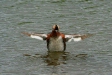 Slavonian Grebe, Lake Myvatn