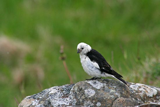 Snow Bunting, Flatey Island