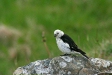 Snow Bunting, Flatey Island
