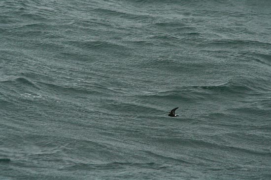 Storm Petrel, boat trip out of Olafsvik