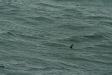 Storm Petrel, boat trip out of Olafsvik
