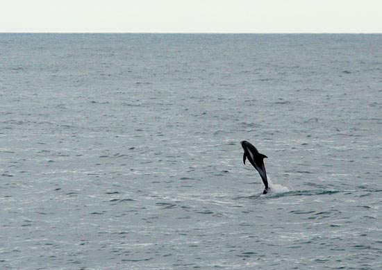 White-beaked Dolphin, boat trip out of Olafsvik