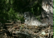 Great Grey Owl