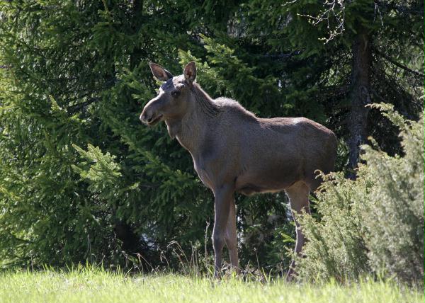 European Elk