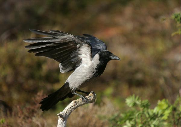 Hooded Crow