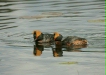 Slavonian Grebe