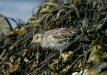 Purple Sandpiper