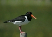 Oystercatcher