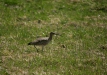 Whimbrel