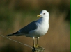 Common Gull
