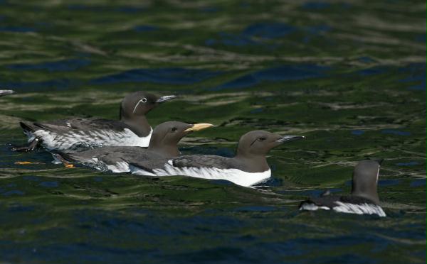 Common Guillemot