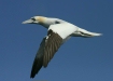 Northern Gannet