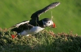 Puffin